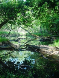 foto_parco_San_Rossore