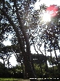 Baratti, Piombino (LI) - Gli altissimi pini filtrano il sole della Toscana