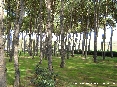 Baratti, Piombino (LI) - La pineta  il luogo ideale per pic nic e relax