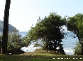 Baratti, Piombino (LI) - Verdi tamerici separano la spiaggia dalla pineta
