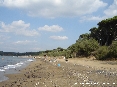 Baratti, Piombino (LI) - Conchiglie e sassolini sono cosparsi sulla sabbia