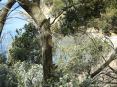 Cala Violina (GR) - La vegetazione è quella tipica della zona: boschi a macchia mediterranea con lecci, ma anche con tanti pini. Dietro un