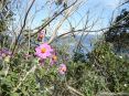 Cala Violina (GR) - Soprattutto in primavera il sentiero per Cala Violina  una esplosione di colori e profumi