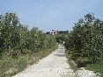 Campiglia (LI) - 