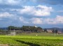 Casalappi, Campiglia Marittima (LI) - Vista panoramica della collinetta sulla quale sorge l