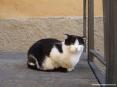 Castagneto Carducci (LI) - Un bel gatto ci osserva sornione in una viuzza del borgo