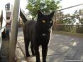 Castagneto Carducci (LI) - Dei bellissimi gatti popolano le vie del paese e fanno le fusa ai turisti