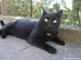 Castagneto Carducci (LI) - Un bel gattino nero si rotola sul marciapiede facendoci le feste