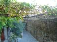 Castiglione della Pescaia (GR) - Le viuzze e gli antichi muri a sasso. Una vite a pergola con i grappoli d