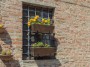 Certaldo (FI) - Dalle finsetre del centro storico pendono fioriere con i colori della primavera - Fotografia Toscana aprile 2015