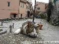 Gatti toscani - Un simpatico micetto gioca in Piazza della Rimembranza a Marciana, Isola d