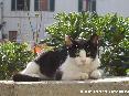 Gatti toscani - Un gatto bianco e nero si scalda al sole di Marciana Marina all