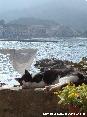 Gatti toscani - Un micio bianco e nero di riposa su un muretto al sole. Sullo sfondo il panorama del mare di Marciana Marina, all