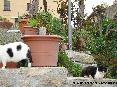 Gatti toscani - Gruppo di gatti nella zona di via delle Mura a Marciana, Isola d