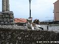 Gatti toscani - Micio su un muretto di piazza della Rimembranza a Marciana Isola d