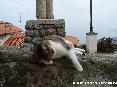 Gatti toscani - Un gatto marcianese chiede coccole (Marciana, Isola d