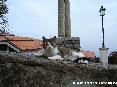 Gatti toscani - Un bel micetto ci guarda da un muretto di piazza della Rimmbranza a Marciana, Isola d