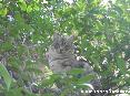 Gatti toscani - Un gatto su un albero ci guarda sorpreso tra le foglie. (Marciana, Isola d