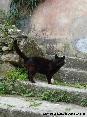 Gatti toscani - Gatto nero con la coda ritta a Marciana, Isola d