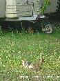 Gatti toscani - Tre piccoli mici in campagna nella zona delle Caldanelle, Baratti, Piombino (LI)