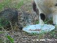 Gatti toscani - Un micetto mangia accanto alla mamma. Foto scattata nella campagna delle Caldanelle, Baratti, Piombino (LI)