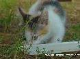 Gatti toscani - Una micetta mangia da un piatto. (foto scattata nella zona delle Caldanelle, Baratti, Piombino - LI)