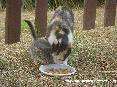 Gatti toscani - Un micetto mangia assieme alla mamma (foto scattata nella zona delle Caldanelle, Baratti, Piombino - LI)