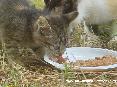 Gatti toscani - Un micetto mangia da un piatto mostrando la sua linguetta rosa (foto scattata nella zona delle Caldanelle, Baratti, Piombnio - LI)