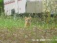 Gatti toscani - Simpatico gattino rosso in un prato nella campagna delle Caldanelle, Baratti, Piombino (LI)