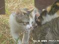 Gatti toscani - Gatti di campagna fotografati nella zona delle Caldanelle, Baratti, Piombino (LI)