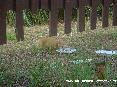 Gatti toscani - Un gattino rosso mangia da un piatto nella campagna delle Caldanelle, baratti, Piombino (LI)