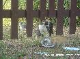 Gatti toscani - Una cucciolata di gattini di campagna mangia sorvegliata dalla mamma gatta. Foto scattata nella zona delle Caldanelle, Barattti, Piombino (LI)