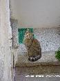 Gatti toscani - La gattina muta di via del Pretorio a Marciana, Isola d