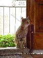 Gatti toscani - La gattina muta di Marciana (Isola d