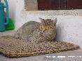 Gatti toscani - La gattina muta di Marciana (Isola d