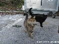 Gatti toscani - Uno splendido gatto a pelo lungo ed un micio nero ci accolgono a Sant