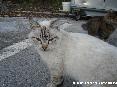 Gatti toscani - Gatto chiaro con gli occhi di un azzurro intenso nel parcheggio di Sant