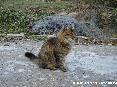 Gatti toscani - Splendido gatto striato a pelo lungo fotografato nel parcheggio auto di Sant