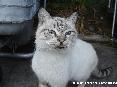 Gatti toscani - Simpatica posa di un bel micio dagli occhioni azzurri. Fotografia scattata a Sant
