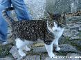 Gatti toscani - Gatto di Marciana, Isola d