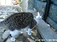 Gatti toscani - Un bel micio ci fa strada in via della Madonna a Marciana, Isola d