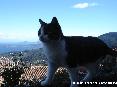 Gatti toscani - Un bel micio bianco e grigio cammina su un muretto in via della Madonna a Marciana, Isola d