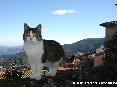 Gatti toscani - Simpaticissima posa di questo micio bianco e grigio fotografato in via della Madonna a Marciana, Isola d