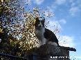 Gatti toscani - Un gatto sornione fa la guardia dall