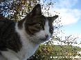 Gatti toscani - Bel primo piano di un gatto marcianese (Marciana, Isola d