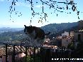 Gatti toscani - Un gatto cammina su una ringhiera a Marcian Isola d