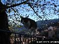 Gatti toscani - Equilibrismi a Marciana Isola d