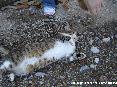 Gatti toscani - Un gatto tigrato chiede le coccole a Marciana Isola d