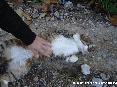 Gatti toscani - Un gatto comune tigrato si fa accarezzare la pancia a Marciana Isola d