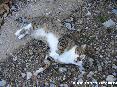 Gatti toscani - Un micio si rotola per terra chiedendo coccole - Fotografia Marciana Isola d